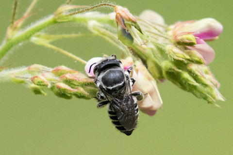 Leafcutter Bee (Megachile pictiventris) (Megachile pictiventris)